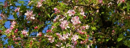 Kvetoucí jabloň. Foto: Kapa65 pixabay
