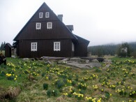 Hnojový dům na Jizerce s narcisy