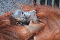 Orangutanka Diri