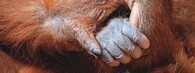 Orangutanka Diri