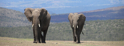 Sloni v Keni. Foto: kimvanderwaal Flickr.com