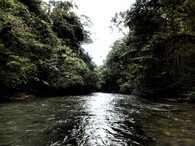 Řeka v tropickém lese