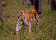 Tygřice v Indii
