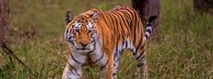 Tygřice v Indii
