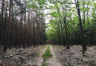 Listnatý naproti jehličnatému lesu