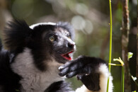 Lemur indri indri