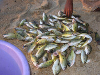 Rybolov na Madagaskaru