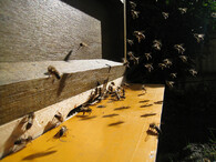 včelí úl