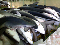 Žraloci na trhu