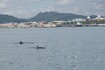 Delfíni skákaví v ústí řeky Sado