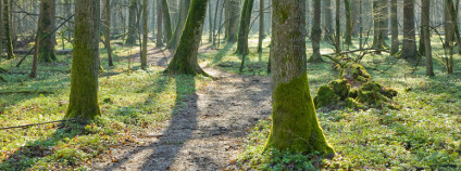 Bělověžský prales Foto: Aleksander Bolbot / Shutterstock.com