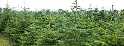 Plantáž vánočních stromků Foto: Depositphotos