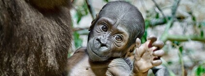 Druhé letos narozené mládě gorily nížinné v Zoo Praha, samička Gaia. Foto: Petr Hamerník/Zoo Praha