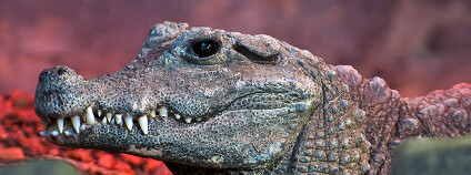 Krokodýl čelnatý Foto: Phil Simonson / Flickr.com