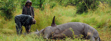 Mrtvý nosorožec Foto: Arno Meintjes Wildlife / Flickr