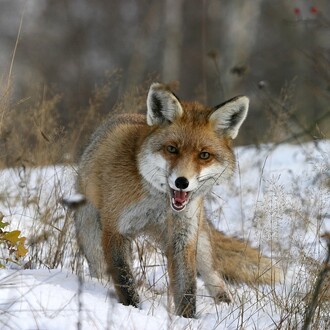 Rezavá srst a dlouhý huňatý ocas vyniknou zejména v zimním období