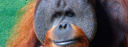 Orangutan Foto: Justin Miller / Flickr.com