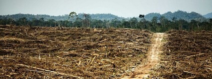 Ekologická organizace Greenpeace dnes obvinila přední britskou bankovní společnost HSBC, že pomohla zprostředkovat půjčky v hodnotě několika miliard dolarů firmám, které produkují palmový olej a jsou kritizovány za zničení rozsáhlých ploch indonéského deš