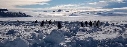 Tučňáci císařští na Rossově šelfovém ledovci Foto: cedartree_13 Flickr
