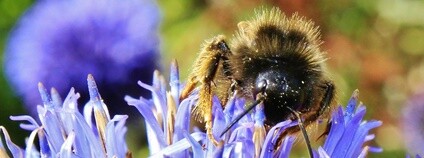 Včela na květu Foto: will668 Flickr