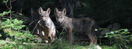 Vlčata narozená vlkům v Beskydech Foto: Martin Duľa Mendelu