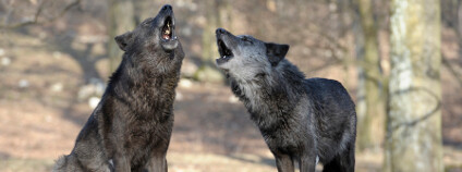 Vlci vyjí Foto: Walter Vorbeck / vetmeduni.ac.at