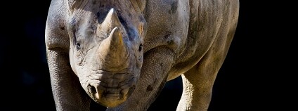 Samice nosorožce dvourohého Eliška Foto: Lukáš Pavlačík / Zoo Dvůr Králové