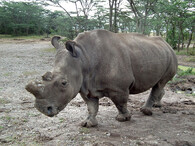 nosorožec tuponosý severní