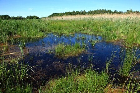 Jedním z cílů revitalizace bylo vytvořit předpoklady pro existenci různorodých členitých litorálních porostů. Na snímku pravděpodobný hnízdní biotop chřástala kropenatého, předmětu ochrany ptačí oblasti Bohdanečský rybník.