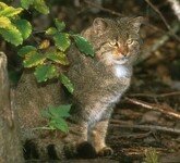 Kočka divoká v přírodě