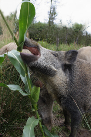 Divoká prasata milují nezralou kukuřici. V rozlehlých lánech se také často ukrývají.