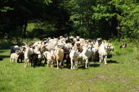 stádo koz a ovcí