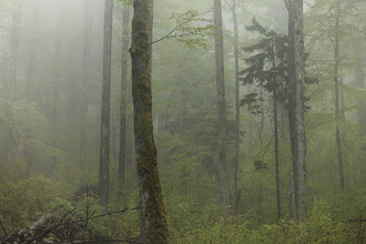V Boubínském pralese jsou převážně bukové porosty...