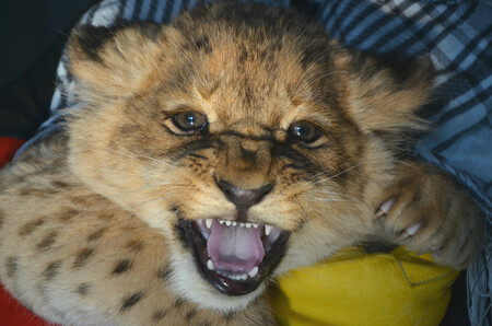 Lvi jsou v brněnské zoo teprve od loňského července, dvojčata se narodila na konci roku. Křest lvíčat je v plánu v dubnu. Přesné datum zoo bude znát po dohodě se Štěpánkem v průběhu března. Kmotr zvolí jméno pro malého samce. Pro lvici (na obrázku) ho vyberou lidé na webu a facebookovém profilu Zoo Brno. Hlasování začalo včera 5. března.