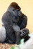 Gorily v Zoo Cabárceno ve Španělsku, budoucí spolubydlící Moji.