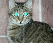 svítící oči kočky domácí 