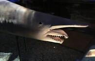 Žralok šotek