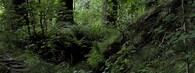 Les u Zlatých Hor na jesenicku