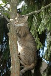 Kočka domácí na stromě