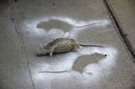 mrtvý potkan obecný