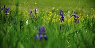 Podmáčené senné louky poblíž Omala jsou na jaře plné kosatců sisbiřských a desítek dalších druhů kvetoucích rostlin. O podobnou nádheru jsme se na většině evropského území už dokázali připravit.