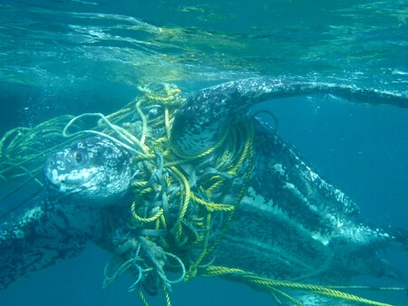 Kožatka velká zamotaná do rybářských lan a provazů. Grenada 2014.