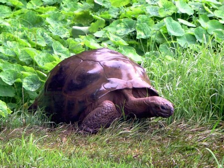 Okolnosti příchodu této želvy obrovské, původem ze Seychel, na Svatou Helenu, zůstávají tajemstvím.