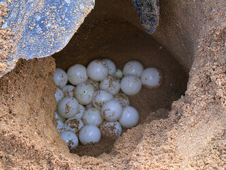 Také cestovatelé, kteří na svých cestách rádi poznávají nové chutě, jsou těmi, na jejichž talířích vybraná vejce chráněných želv končí