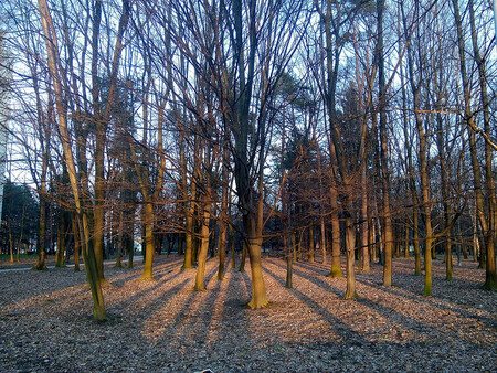 Ostravané chodí do lesa za odpočinkem. Na snímku Bělský les.