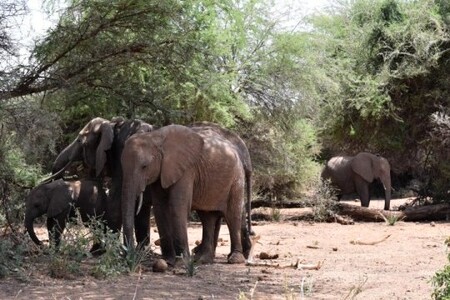 Vybíjení afrických slonů pytláky nevede jen k poklesu počtu jedinců přežívajících ve volné přírodě, ale k deformaci jejich společenské hierarchie.