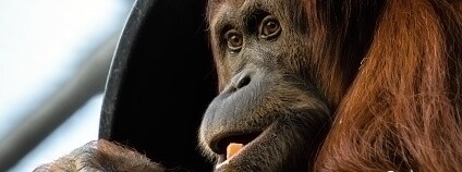 orangutan sumaterský Foto: Petr Hamerník Zoo Praha