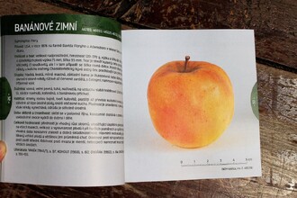 Kniha Sbírka parafínových modelů jablek