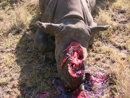 Každý den jsou upytlačeni tři nosorožci.