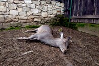 uhynulá laň jelena sika